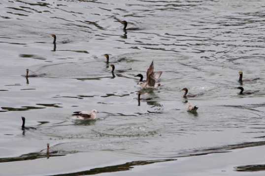 03 December 2021 - 13-16-10

----------------
A gulp of cormorants (seriously)